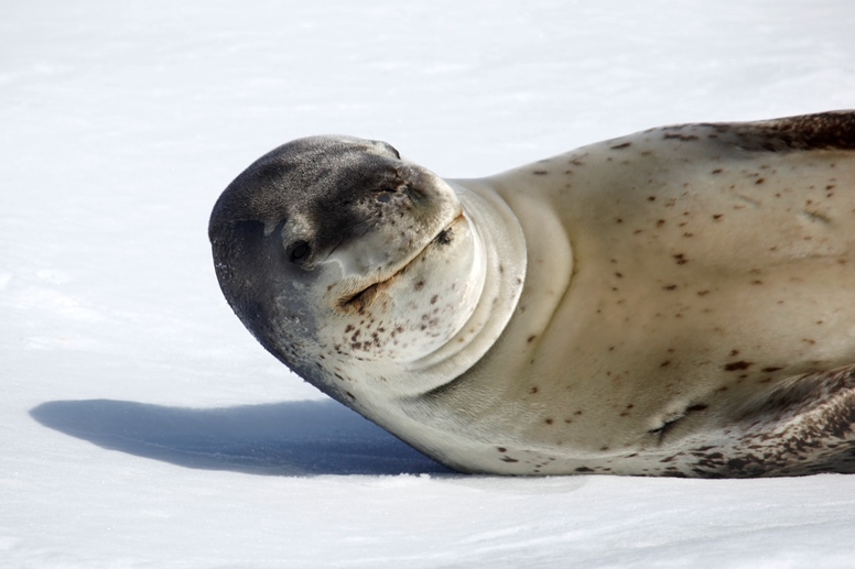 seal